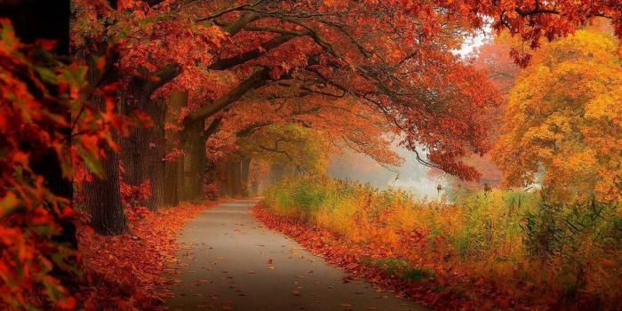 1920x1200 Wallpaper Fall Leaves ·① WallpaperTag