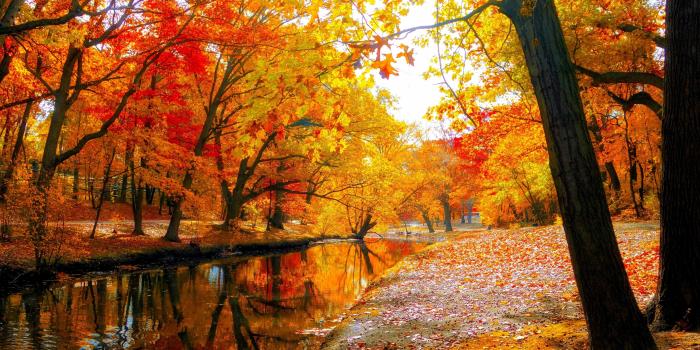 4864x3241 AUTUMN fall landscape nature tree forest leaf leaves wallpaper