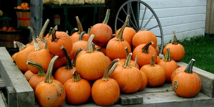 1600x1200 Fall Pumpkins in Autumn Wallpaper Background for Desktop