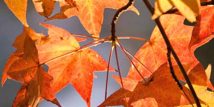 1280x1024 48+] Fall Pumpkin Wallpaper for Desktop on WallpaperSafari