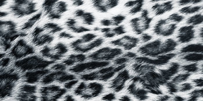 2594x1888 Leopard Wallpapers Grey Leopard Print Wallpaper - Snow Leopard Fur