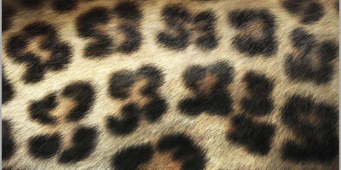 1920x1080 Cow Print Wallpaper Border Wonderfully Fresh Animal - Leopard