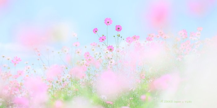 1920x1200 wallpapers] wallpapers of fluffy pastel colored flowers｜ZEKKEI Japan