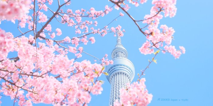 1920x1200 wallpapers] wallpapers of fluffy pastel colored flowers｜ZEKKEI Japan