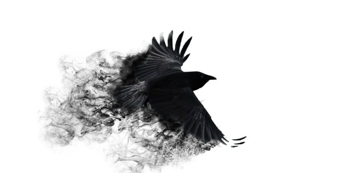 2560x1440 70+ Crow Desktop Wallpapers on WallpaperPlay