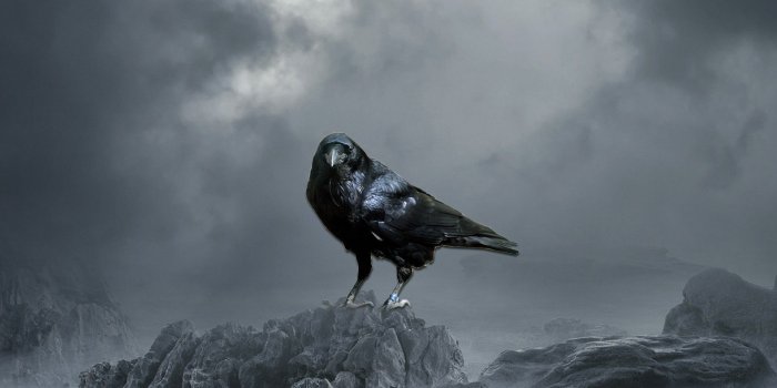 1920x1080 Crow Wallpapers - Top Free Crow Backgrounds - WallpaperAccess