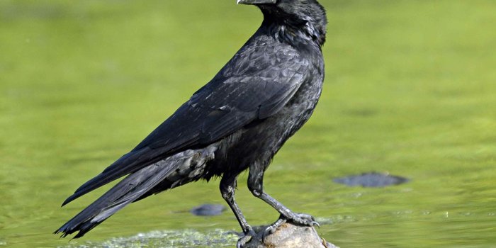 3008x2000 Birds Crow Wallpapers | Crow images, Crow, Birds