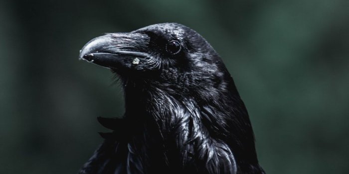 1000x1250 500+ Crow Pictures [HD] | Download Free Images on Unsplash