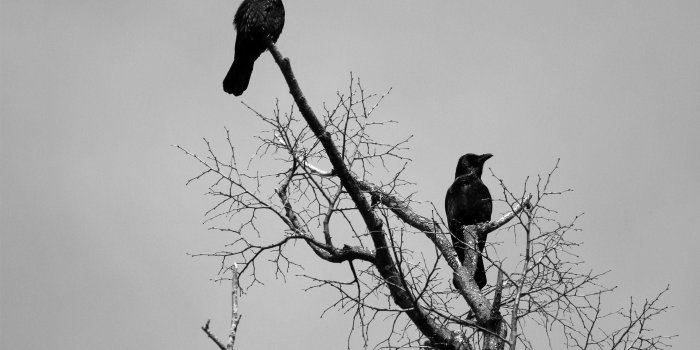 1920x1200 Crow Wallpapers