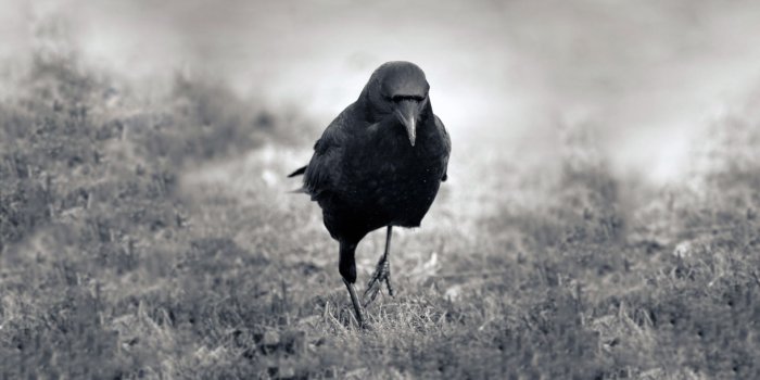 1920x1080 45+] Crow Desktop Wallpaper on WallpaperSafari