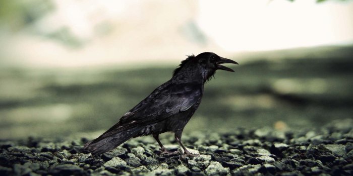 1920x1080 Halloween Crow Desktop HD Wallpaper 34689 - Baltana