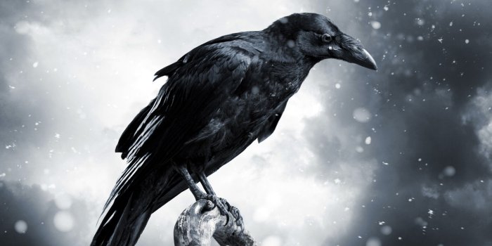 1920x1200 Best 35+ Crow Desktop Backgrounds on HipWallpaper | Halloween