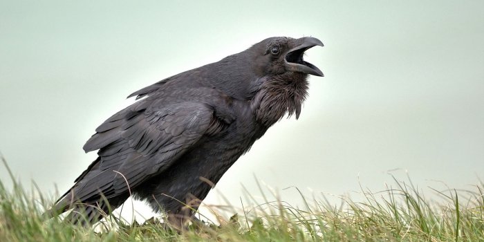 2560x1600 63 Crow HD Wallpapers | Background Images
