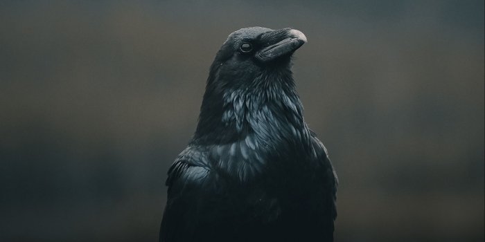 1920x1080 Download wallpaper 1920x1080 crow, bird, black, dark full hd, hdtv