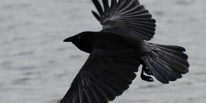 1600x1120 Dwito Wallpaper: Crow HD Wallpapers