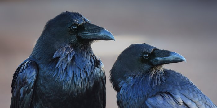 3000x2000 animals birds crow raven Wallpapers HD / Desktop and Mobile