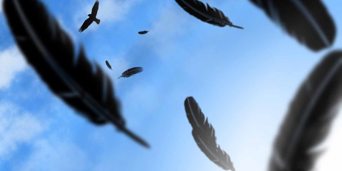1600x1200 Free download Crow HD Wallpapers Dwito Wallpaper [1600x1200] for