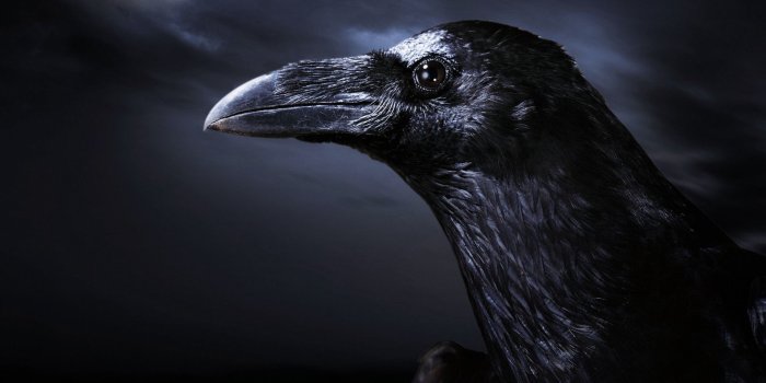 1920x1080 Crow Wallpaper