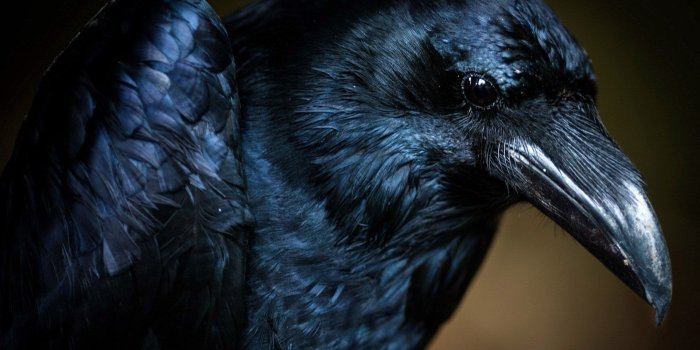 1920x1200 63 Crow HD Wallpapers | Background Images