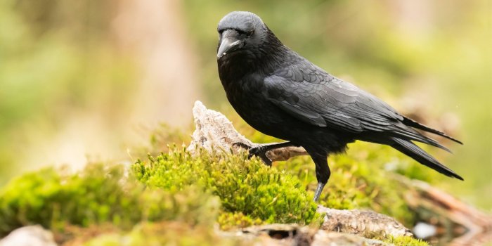 3840x2400 Bird Crow In The Family Corvidae More Known As Crows Raven Bosses