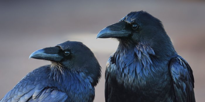 3000x2000 70+ Crow Desktop Wallpapers on WallpaperPlay