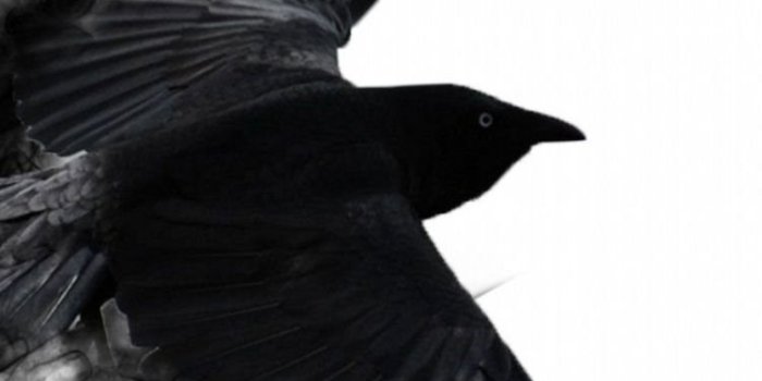 750x1334 iPhone 6 Crow Wallpapers HD, Desktop Backgrounds 750x1334 Desktop