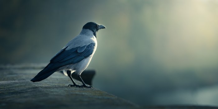 4671x2627 4k bird hd wallpaper (4671x2627) | Bird wallpaper, Animals
