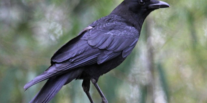 3089x2317 Crow wallpapers, Animal, HQ Crow pictures | 4K Wallpapers 2019