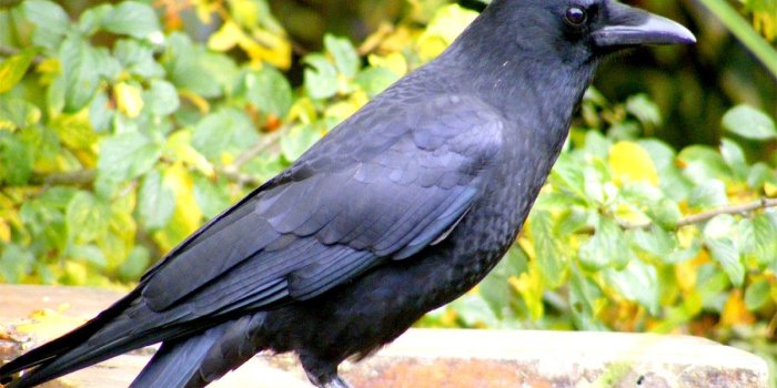 1200x900 Free download Beautiful Wallpapers For Desktop Crow Wallpapers hd