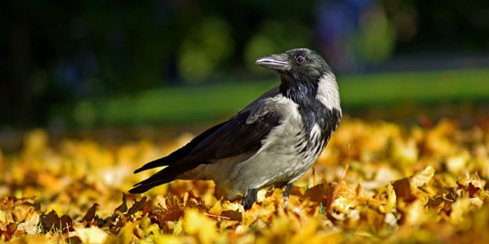1280x853 Desktop Wallpapers crow bird Leaf Autumn animal