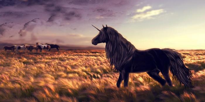 1365x768 Black unicorn desktop hd wallpaper | Unicorns digital, Unicorn