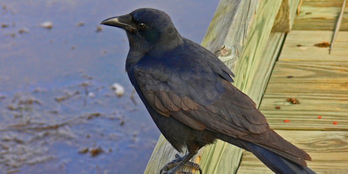 3011x2229 Free download Hd Wallpapers Crow Desktop Wallpaper 1421 X 934 206