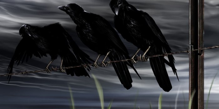1600x1200 Backgrounds,free, Desktop Images, Free Animal Pictures, Wallpaper