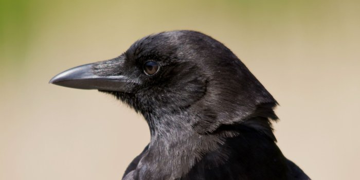 2047x1293 63 Crow HD Wallpapers | Background Images