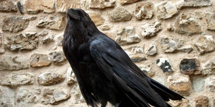 2272x1712 The Crow HD desktop wallpaper : Widescreen : High Definition