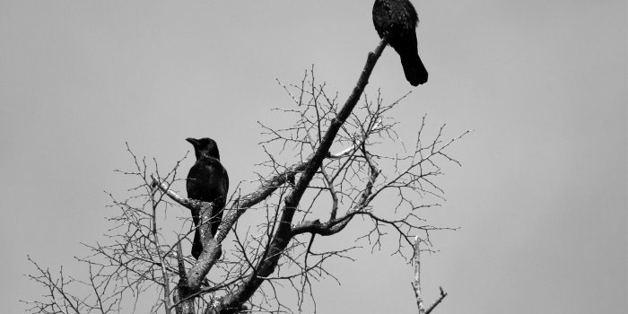 1920x1080 HD Crows Background