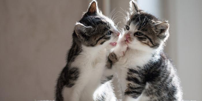 1680x1050 Cute Cat Couple Images Download - 1680x1050 Wallpaper - Ecopetit.cat