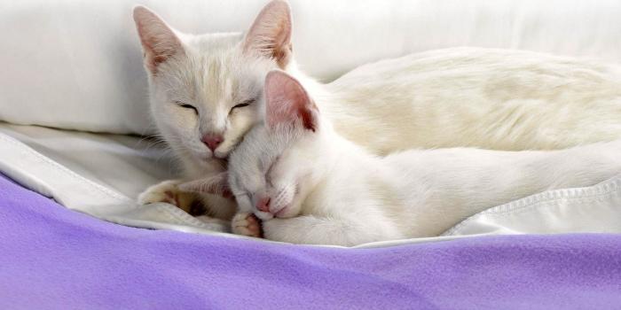 1680x1050 Sweet Cat Couple On Blanket Wallpapers - 1680x1050 - 403949