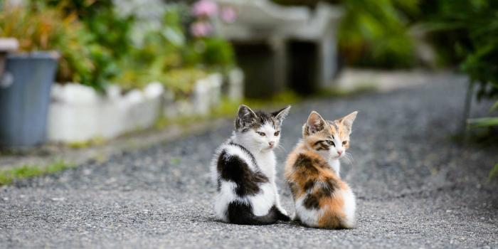 1920x1200 Free download Cute Cats Beautiful Wallpapers Images For Desktop HD