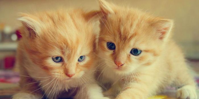 1440x900 Adorable Cat Wallpapers Group (71+)