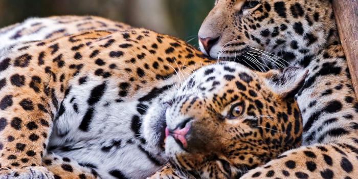 1280x1024 Download wallpaper 1280x1024 jaguar, couple, playful, big cat