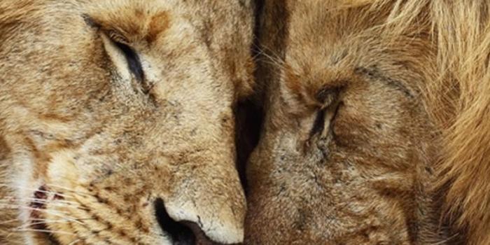 1080x1920 Download Wallpaper 1080x1920 lion, cat, couple, mane, rest Sony