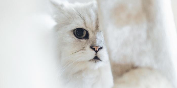 4592x3448 500+ White Cat Pictures [HD] | Download Free Images on Unsplash