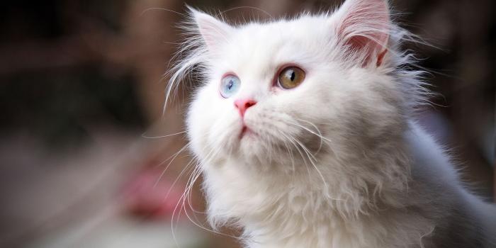 1920x1200 white cat with different eyes mobile iphone wallpapers