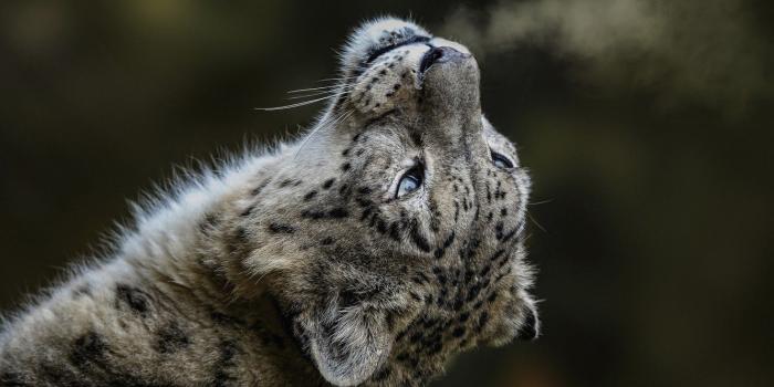 1332x850 Wallpaper face, couples, Snow leopard, wild cat, IRBIS, Snow