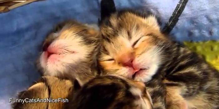 1920x1080 Cute Kittens and Cats Couples - Happy Valentine's Day !