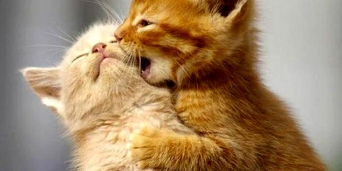 1476x1240 50 Very Funny Couple Photos And Pictures