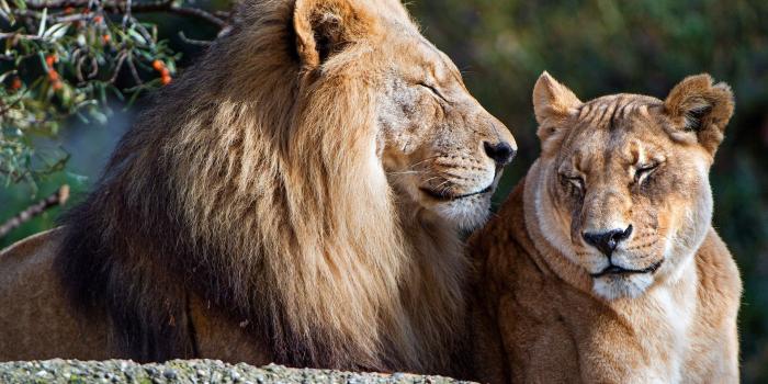 1920x1440 Wallpaper Lion and lioness, rest, couple 3840x2160 UHD 4K Picture