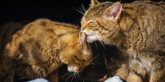 2048x1365 Desktop Wallpaper