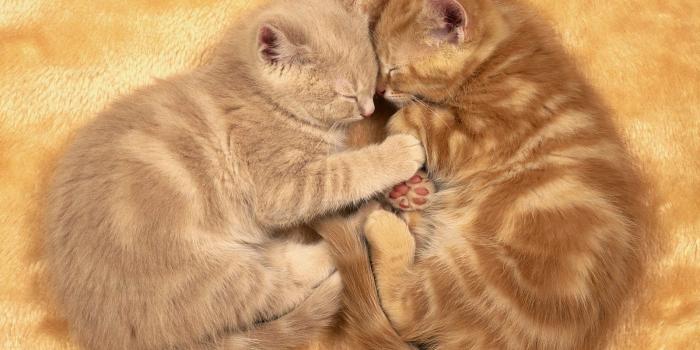 1600x1200 40 Lovely And Sweet Animal Pictures For Valentine's Day - Cutest Paw